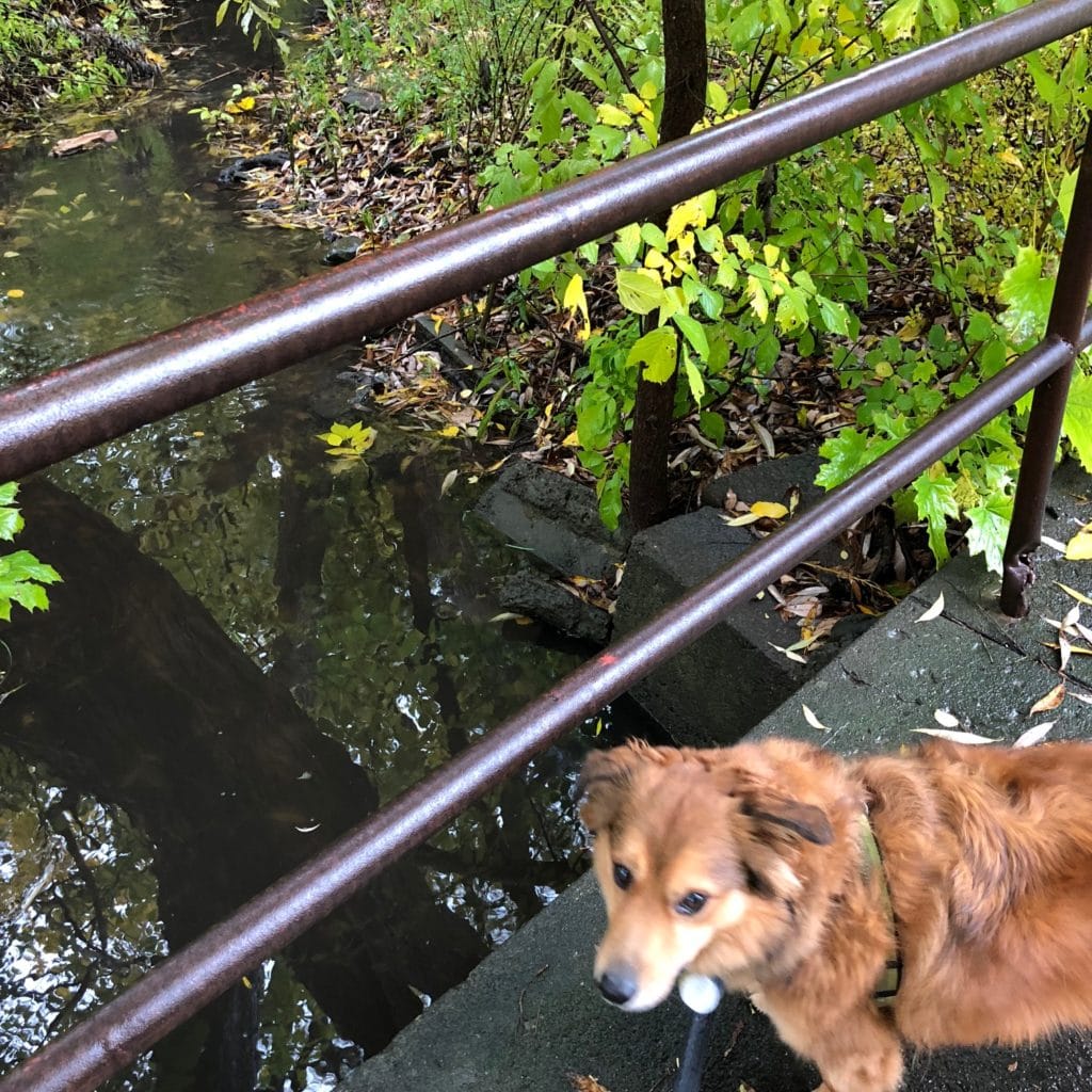 Herbie and One Mile Creek on Victoria Avenue in Old Town NOTL.